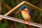 Malachite kingfisher : 2014 Uganda